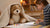 Cozy Critters & Clever Kids: Engaging Hibernation STEM Activities