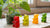 Grow & Shrink: A Gummy Bear STEM Project