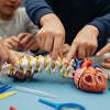 Hands-On Human Body STEM Challenges