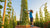 Jack and the Beanstalk STEM: Grow Curiosity & Fun