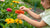 Pollination STEM Activity: Hands-On Nature Fun