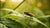 Tiny Wonders, Big Lessons: Unearthing STEM Through Insect Activities