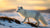 Arctic Animal STEM: Hands-On Learning Adventures