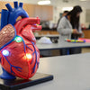Beating Heart Fun: A Creative STEM Heart Activity