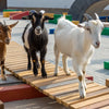 Bridge Building Fun: A 3 Billy Goats Gruff STEM Activity
