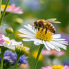 Buzzing Fun: Bee Pollination STEM Activity