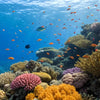 Dive into Learning: A Coral Reef STEM Activity Guide