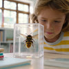 Engaging Honey Bee STEM Activities for Kids