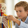 Explore the Amazing You: Human Body Systems STEM Activities for Kids