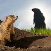 Groundhog Day STEM: Shadow Science & Burrow Builders