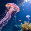 Jellyfish STEM Activity: Dive into Ocean Science & Fun!