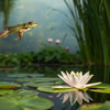 Leap into Learning: Amazing Frog STEM Adventures for Kids