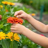 Pollination STEM Activity: Hands-On Nature Fun