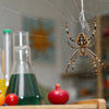 Spider STEM Adventures: Weaving Learning & Fun