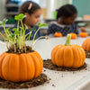 Sprouting STEM Curiosity: The Pumpkin Life Cycle Activity
