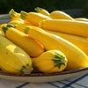 Sunshine on a Plate: Delightful Yellow Squash Recipes for Kids
