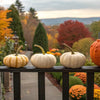 The Enduring Charm of the 5 Little Pumpkins Sitting on a Gate STEM Activity