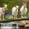 Three Billy Goats Gruff STEM Activities for Kids